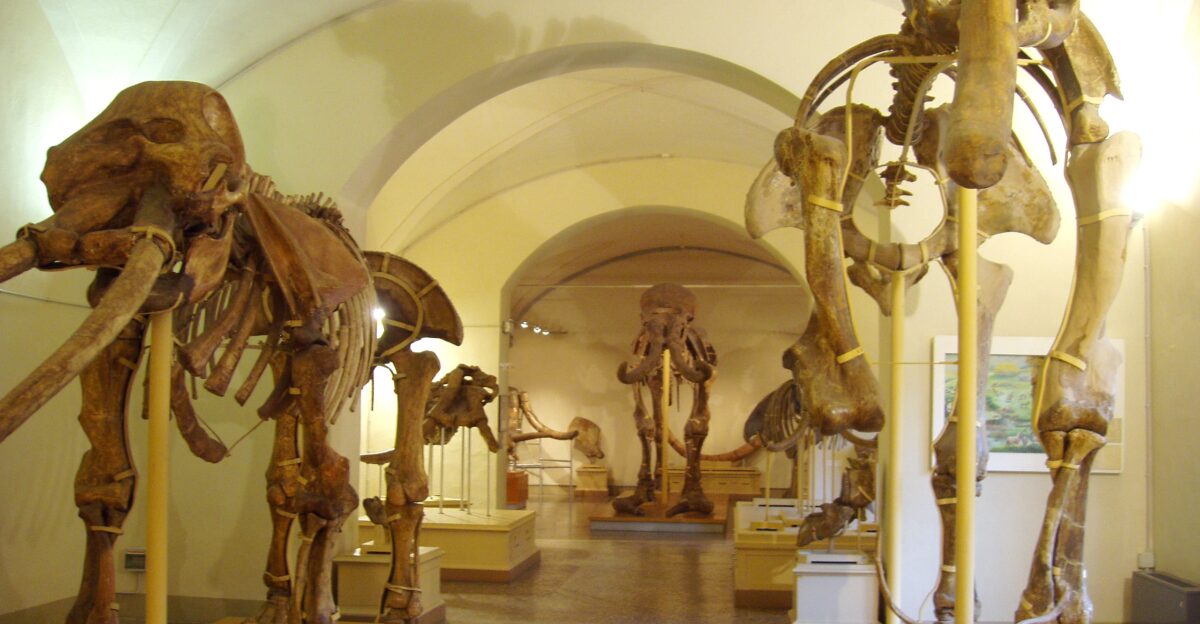 Museo di Storia Naturale di Firenze Sezione di Geologia e Paleontologia Florence Italy Fossil skeletons of early elephants