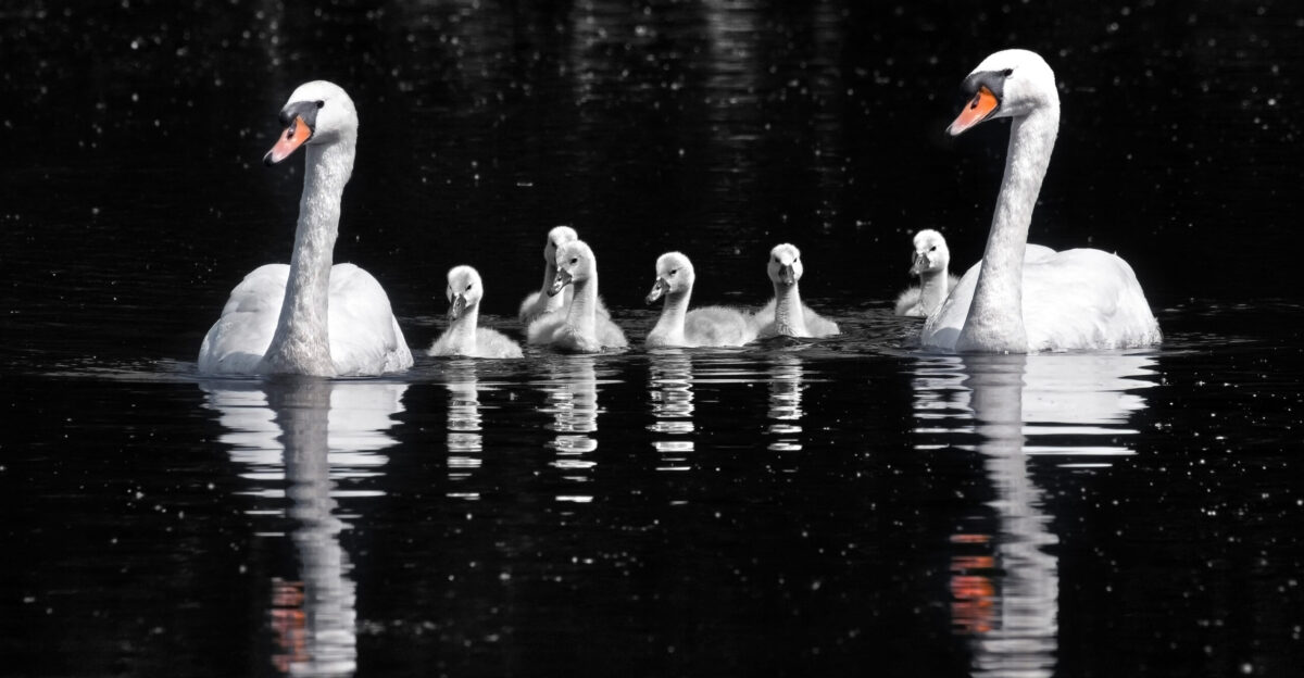 Mute swan Cygnus olor and cygnets Wolvercote Lakes Oxford
