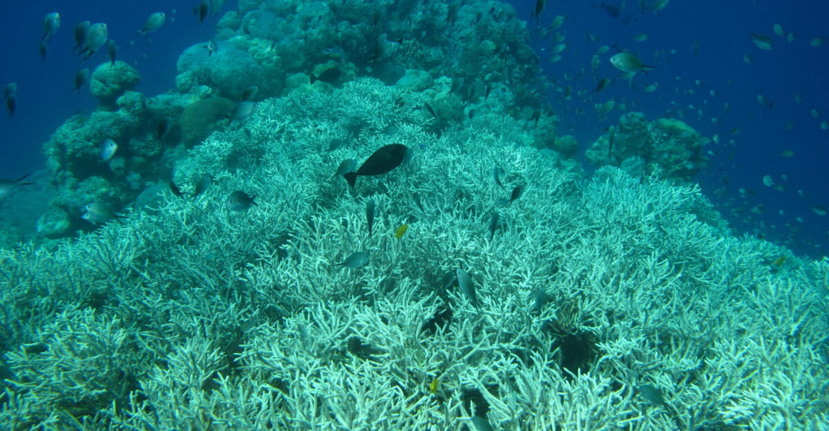 Ocean deoxygenation A silent driver of coral reef demise