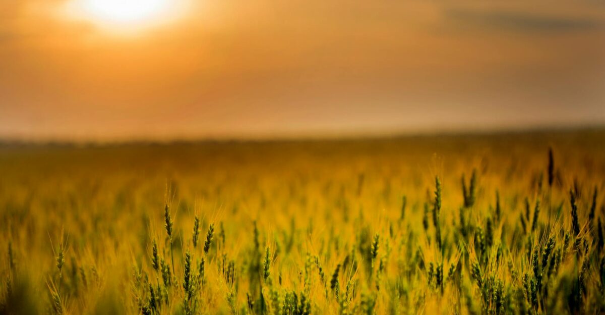 A vibrant wheat field in Ukraine at sunrise showcasing nature s beauty and agriculture