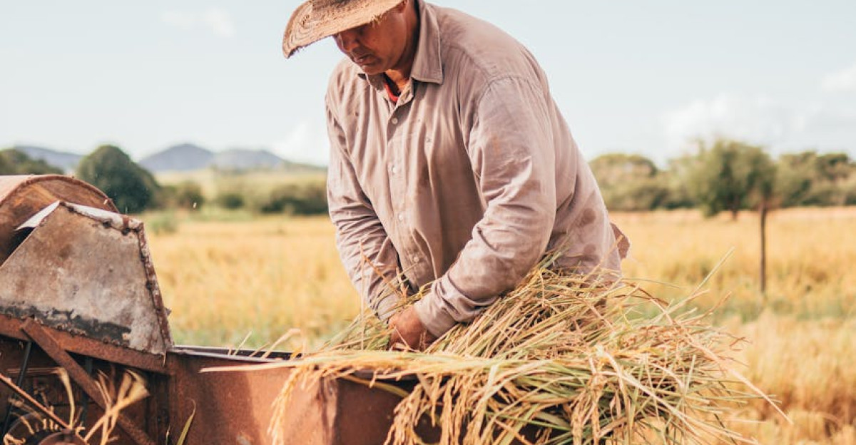 A farmer in a straw hat operates machinery during a sunny harvest day in the field