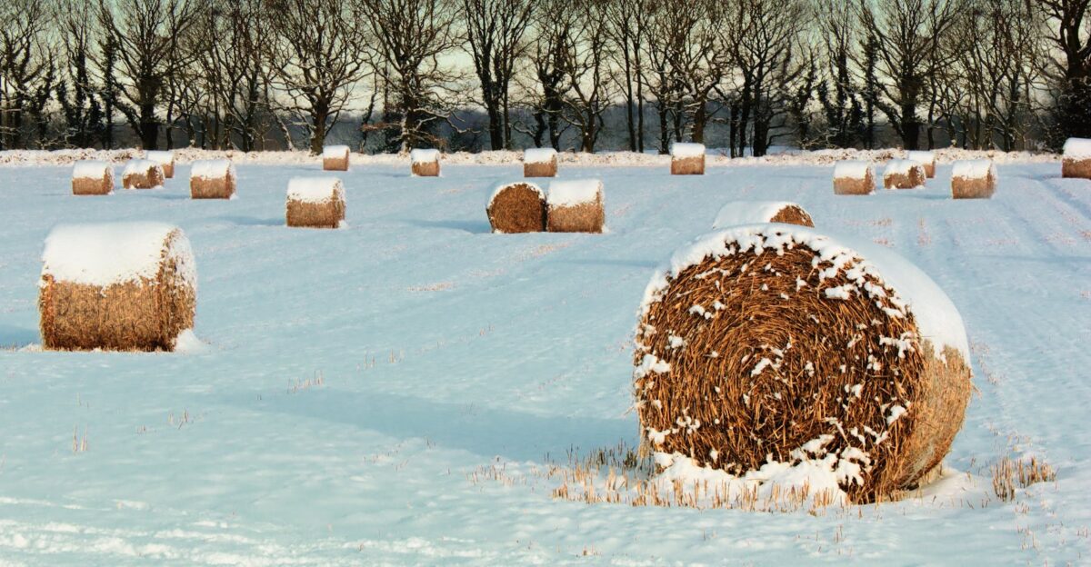 Scenic snowy field with hay bales and trees capturing winter s beauty