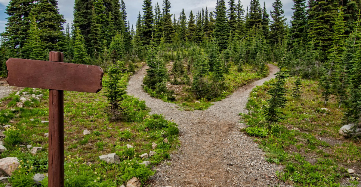 Explore a forked trail in Manning Park, BC amidst lush greenery and conifer trees. Perfect for nature walks.