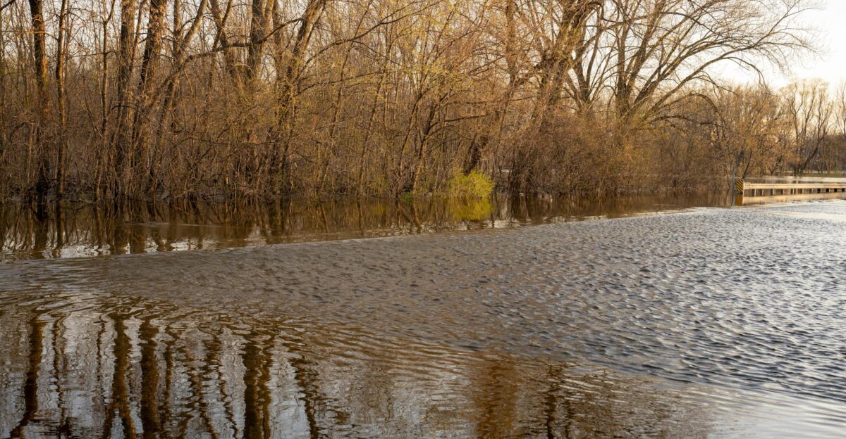 A serene scene of a forest partially submerged by floodwaters during early spring