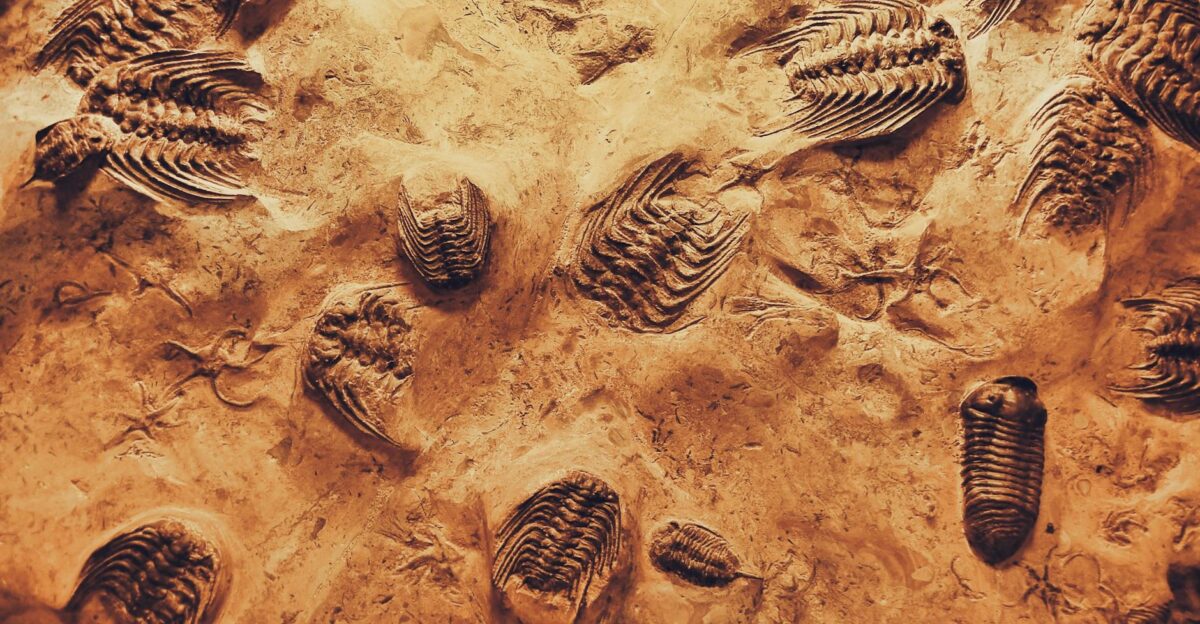 Detailed view of trilobite fossils embedded in sedimentary rock showcasing ancient marine life