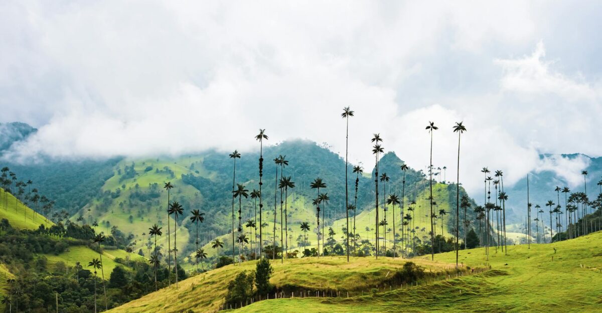 Beautiful view of the Valle de Cocora with iconic wax palms and lush green hills in Colombia