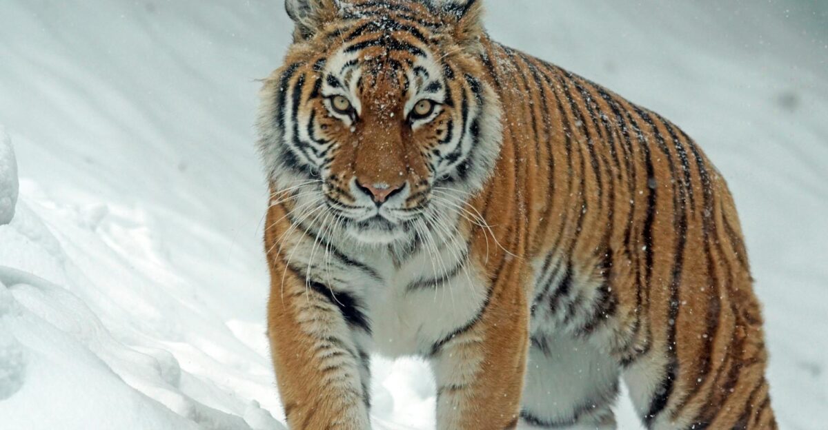 A powerful tiger confidently prowls through a snow-covered landscape embodying the essence of wildlife in winter