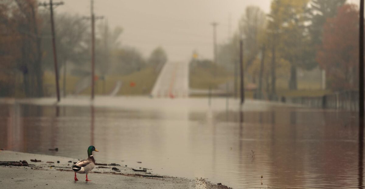 A lone duck standing on a flooded road surrounded by autumn foliage and misty atmosphere