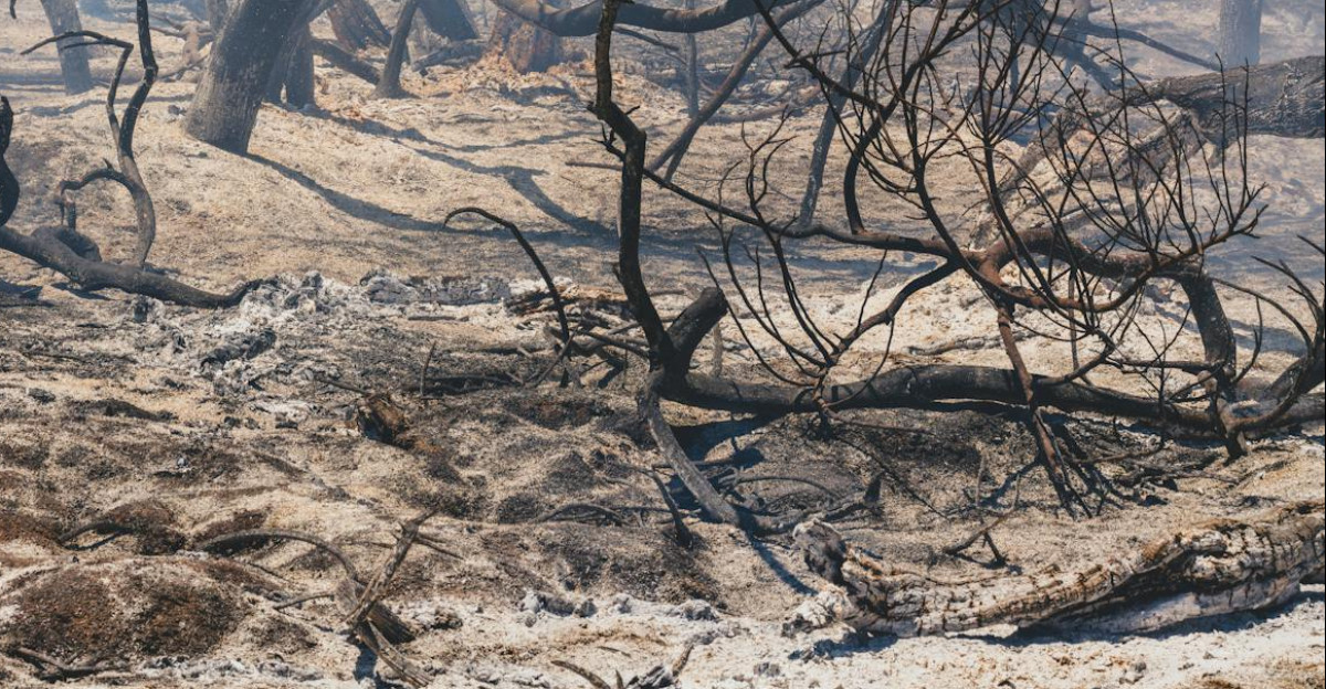 Captured aftermath of a forest fire with charred trees and ash-covered ground highlighting nature s vulnerability