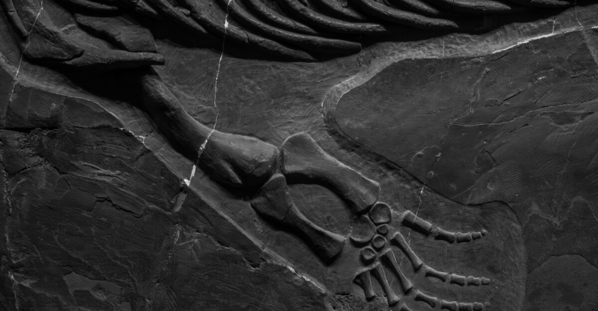 Detailed close-up of fossilized dinosaur bones preserved in rock formation