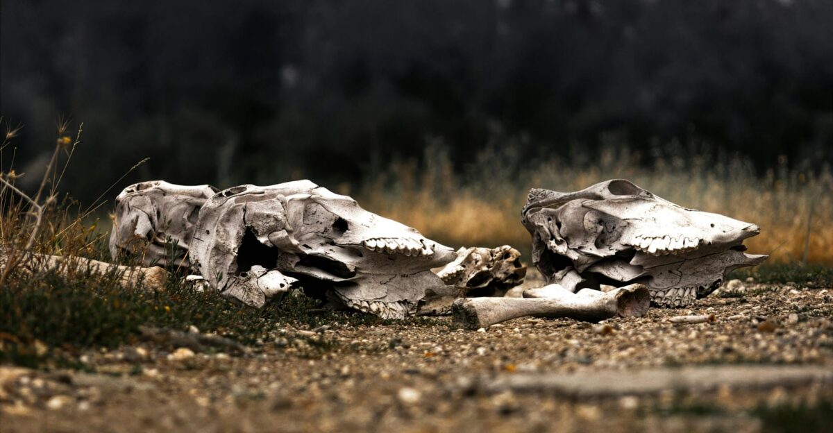 Two animal skulls rest on a barren landscape evoking a sense of wilderness