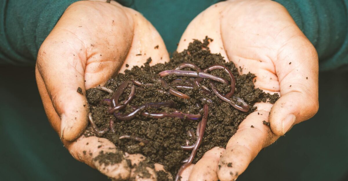 Close-up of hands holding earthworms in fertile soil symbolizing natural composting