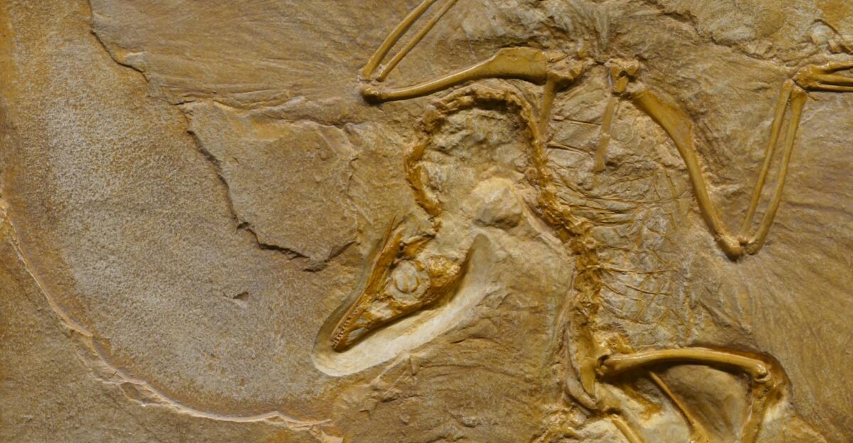 Close-up image of an Archaeopteryx fossil showcasing detailed bone structure