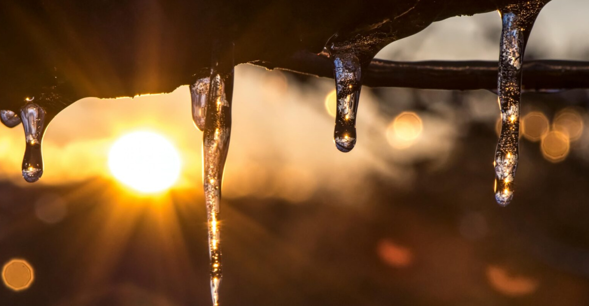 Icicles hanging from branches with sunrays shining through at sunset, creating a beautiful natural scene.