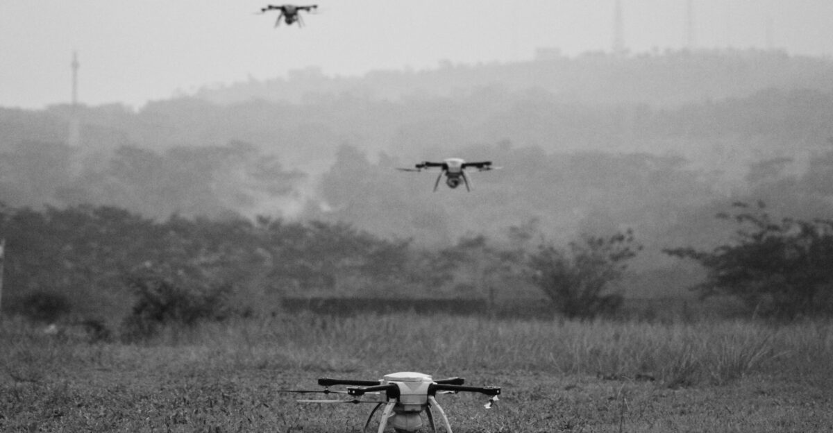 birds flying over the field