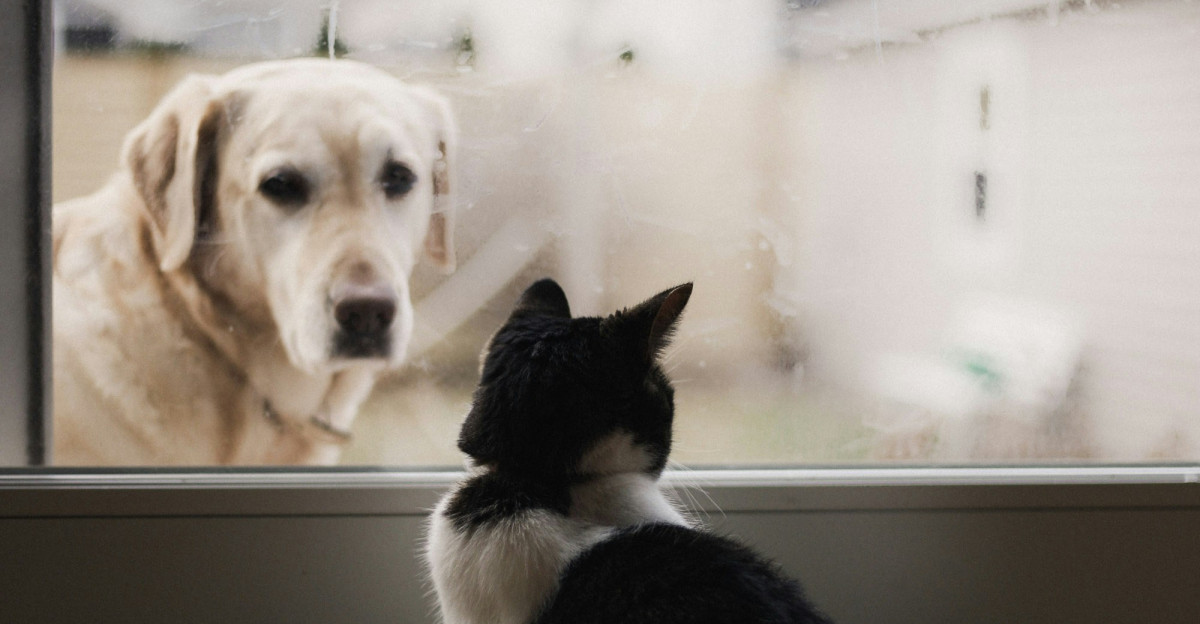 black and white cat watching adult yellow Labrador retriever on window