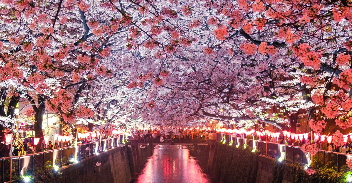 canal between cherry blossom trees