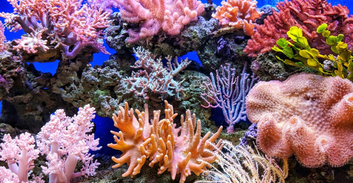 live corals