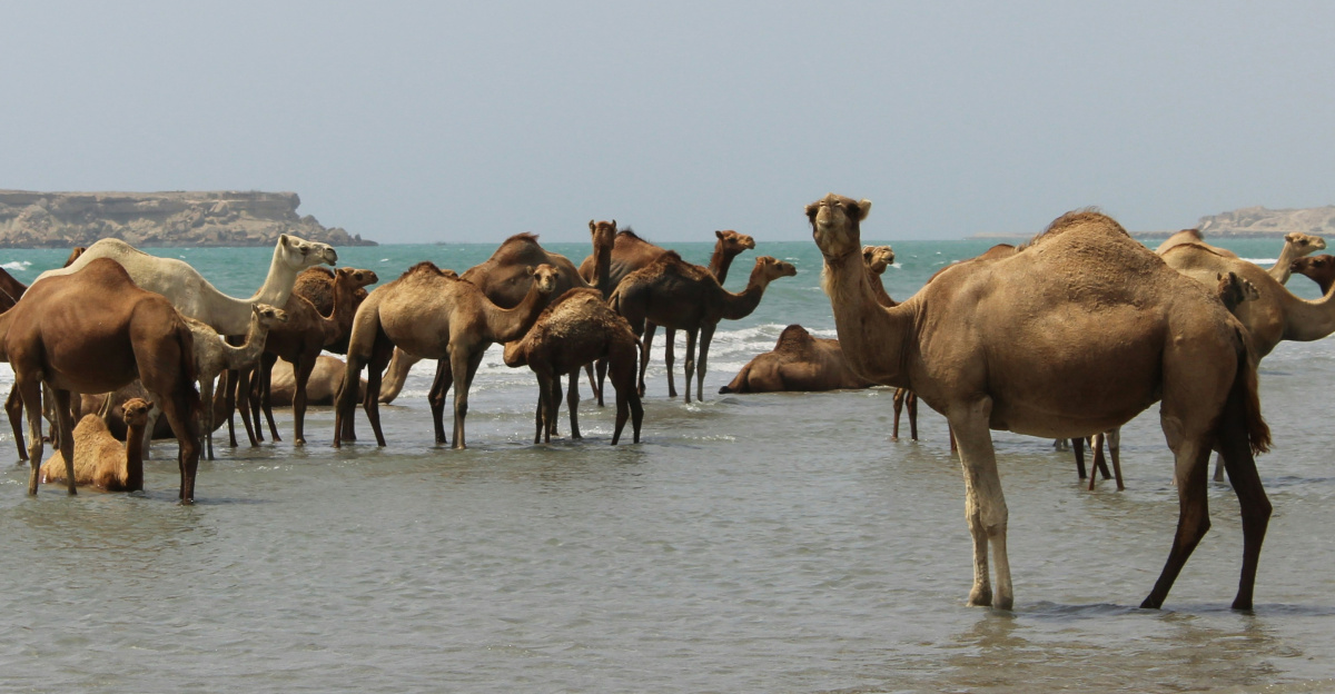 brown camels standing on seashore