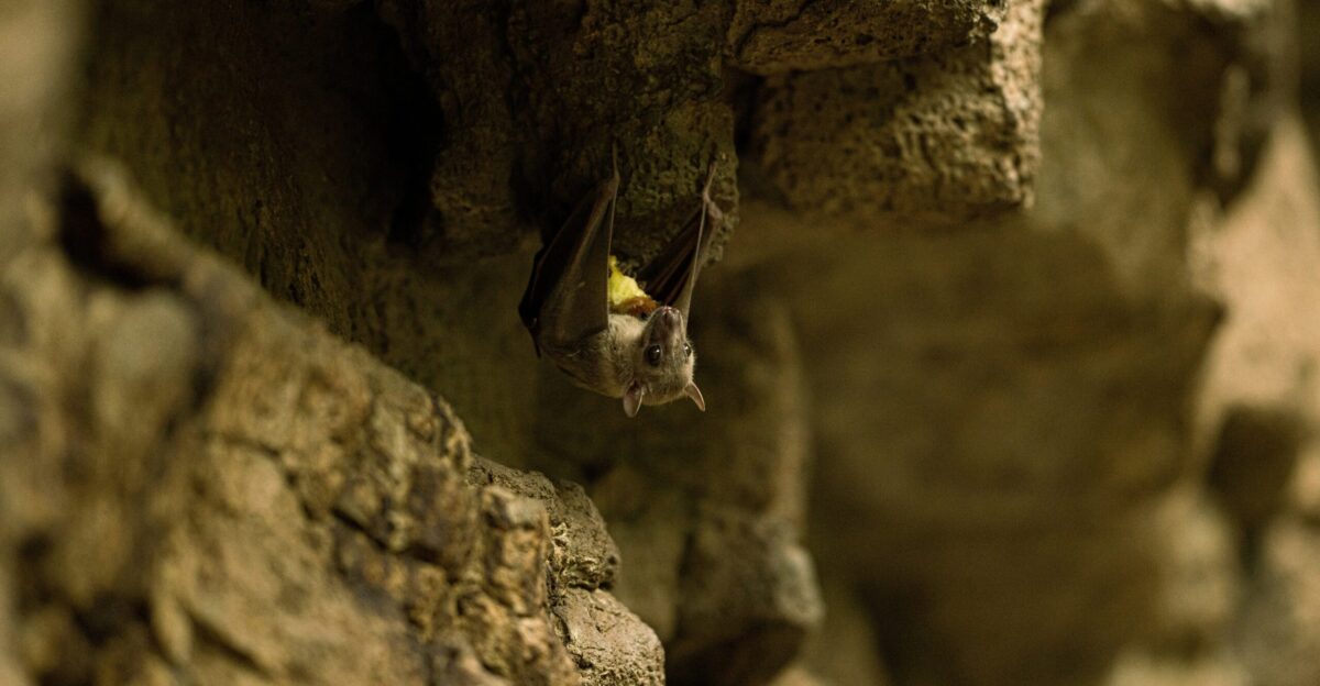 shallow focus photo of gray bat