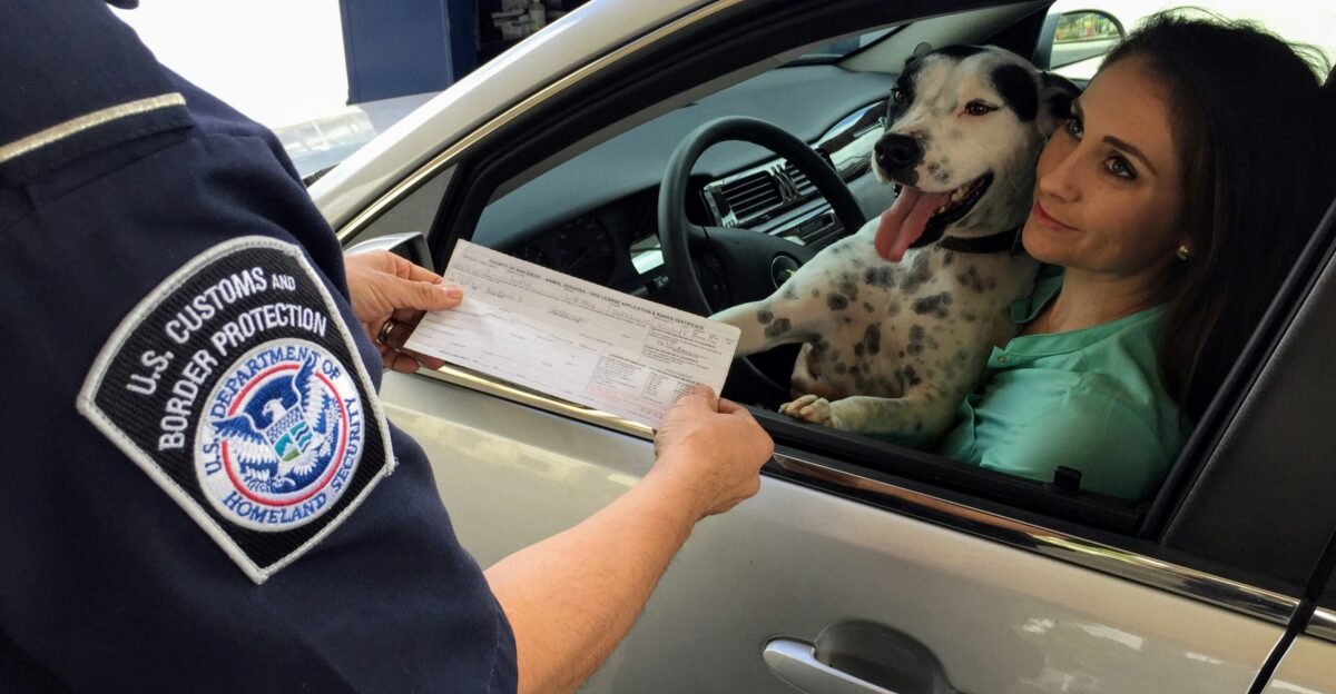 woman in green shirt holding white and black short coated dog