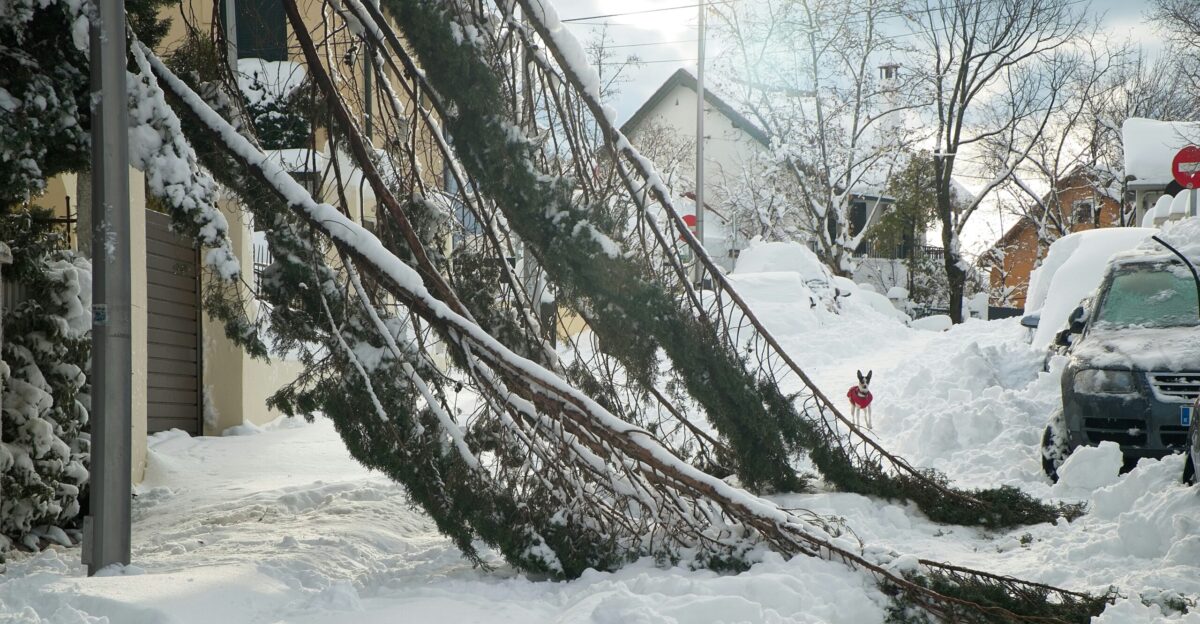 brown bare tree on snow covered ground during daytime