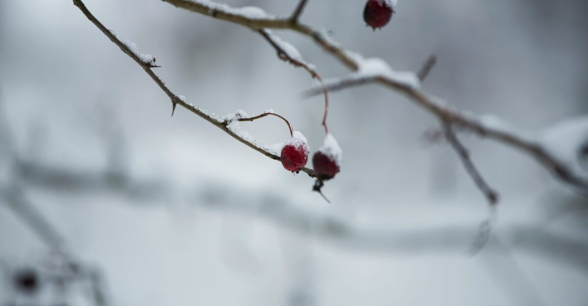 red round fruits on tree branch