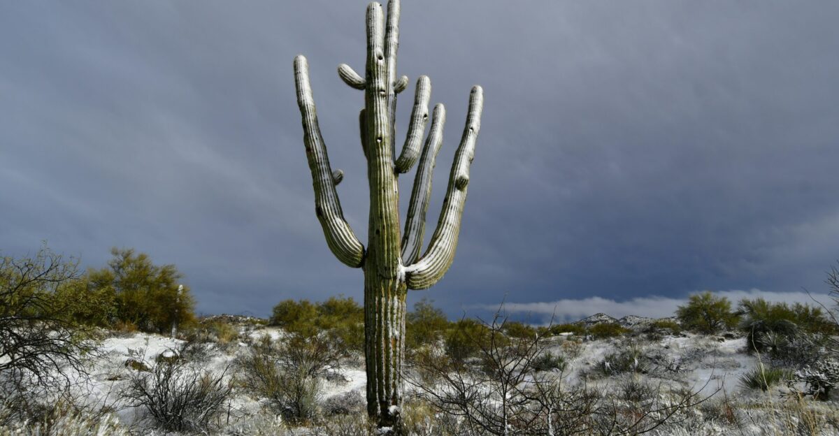 green cactus on brown soil during daytime