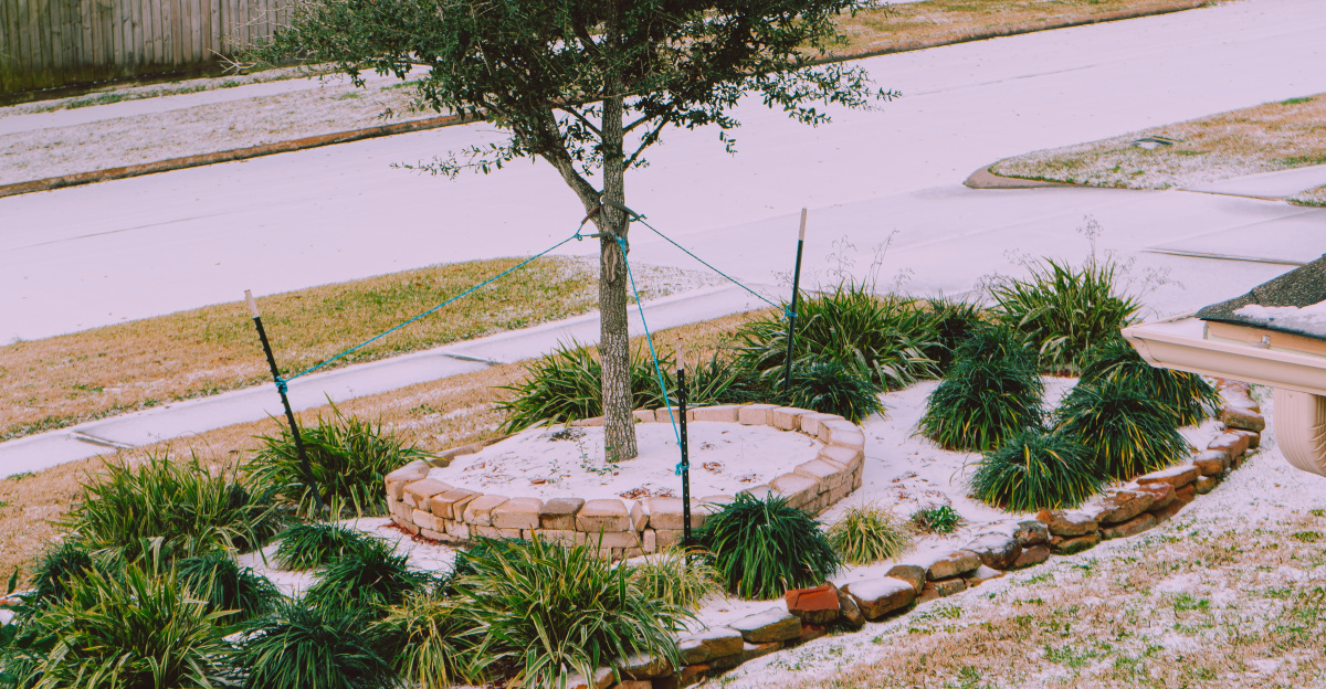 green tree on brown soil