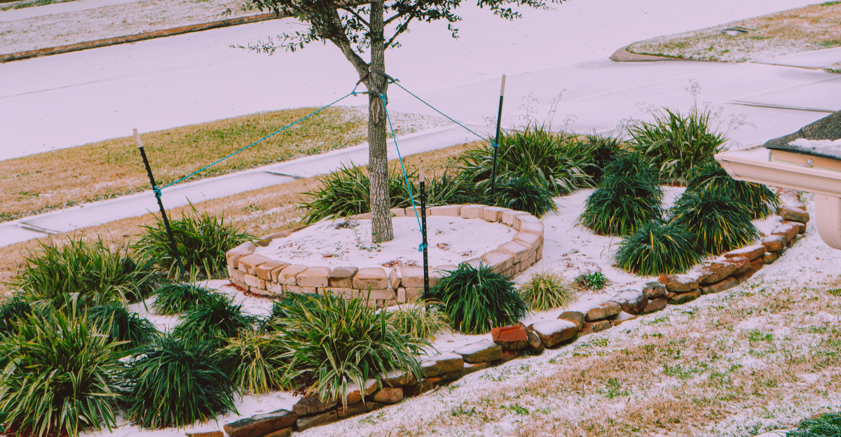 green tree on brown soil
