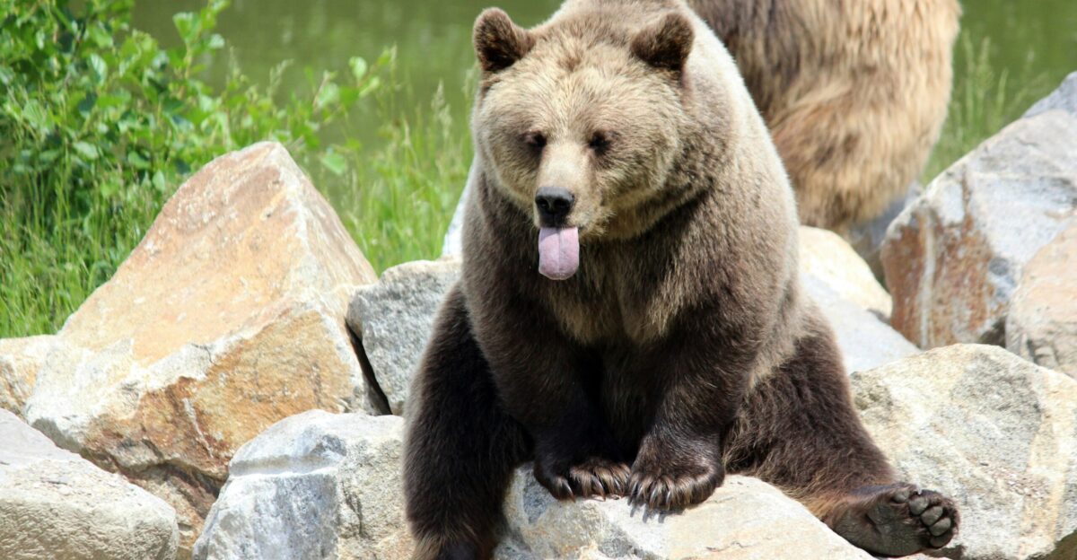 brown bear on green grass during daytime