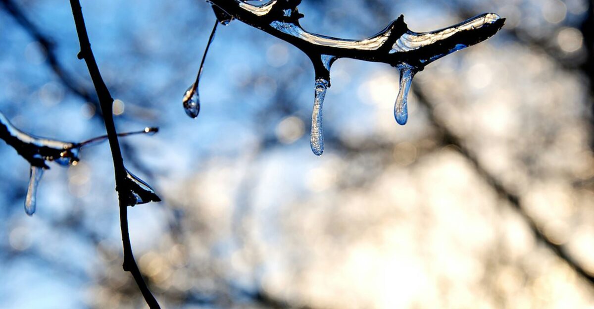 water droplets on brown tree branch