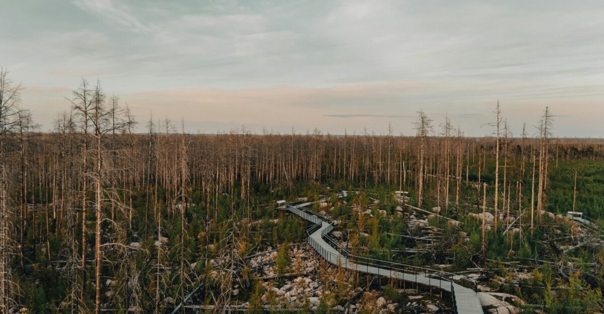 a path in the middle of a forest