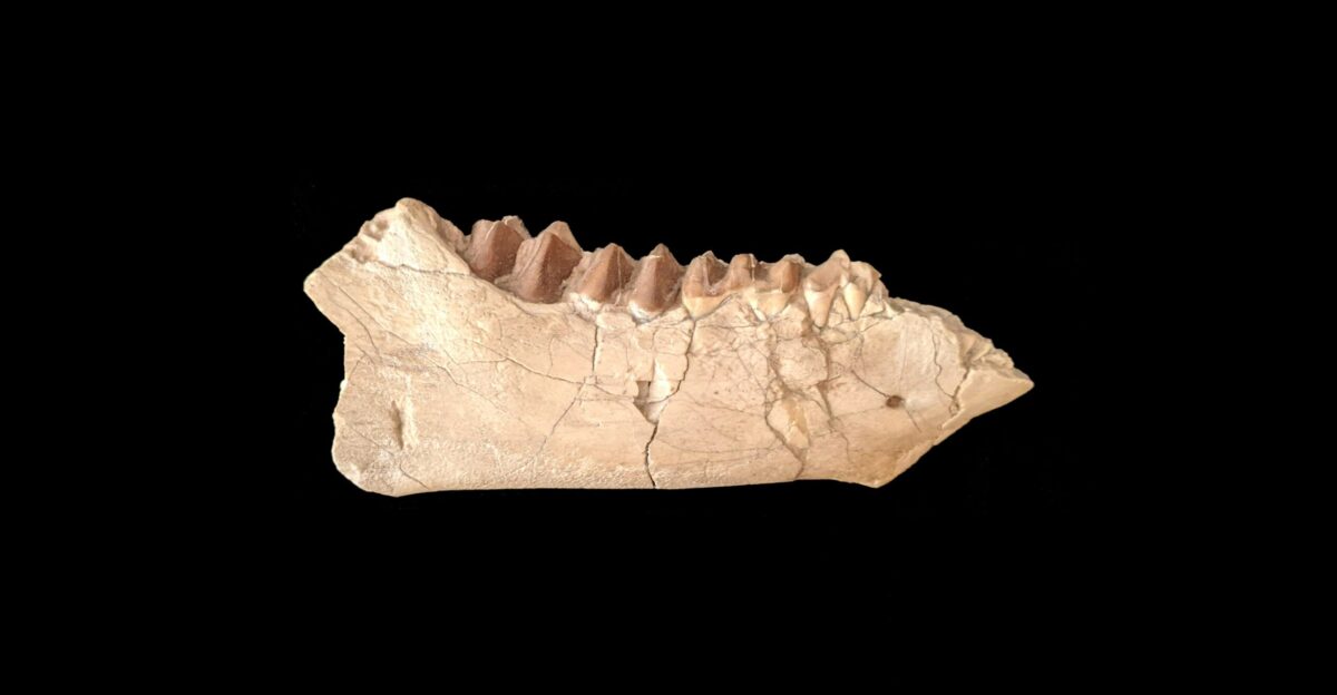 an animal skeleton is shown against a black background