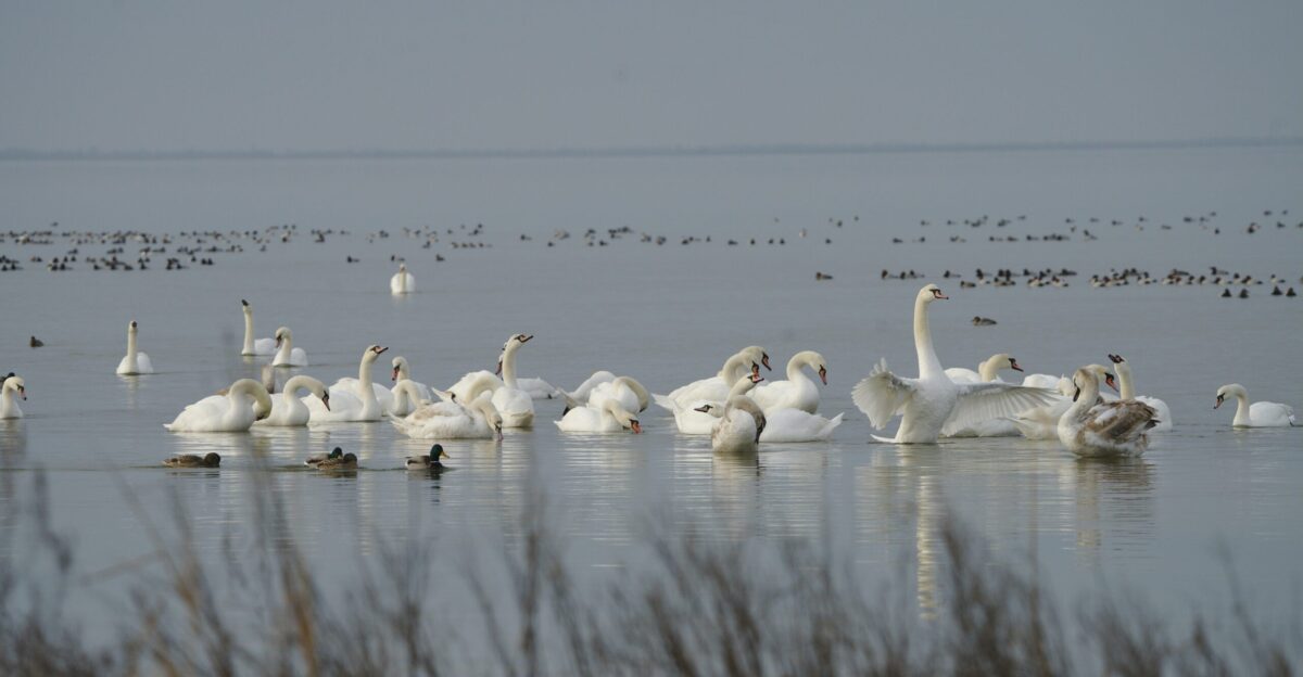 a flock of swans swimming on top of a lake