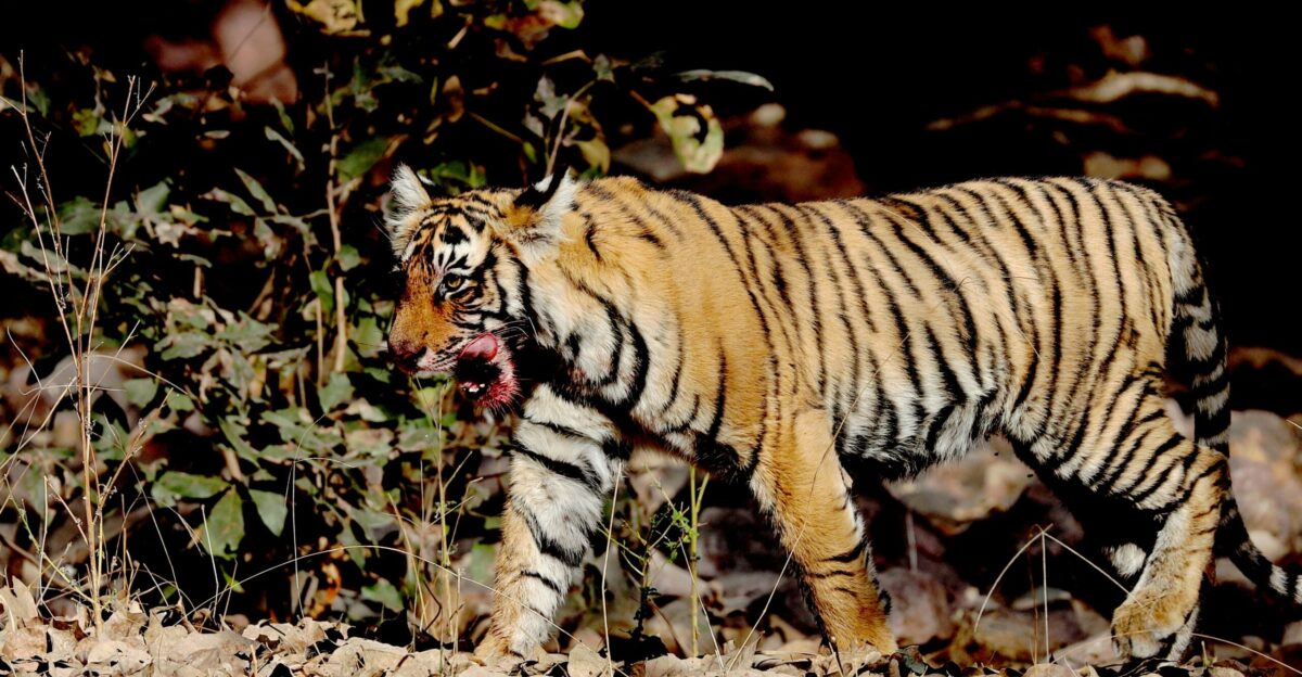 a large tiger walking across a dry grass field