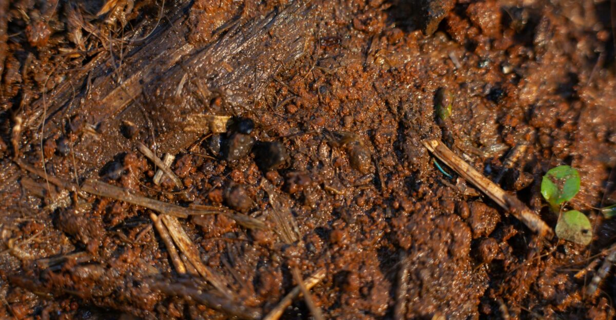 a green frog on a tree stump