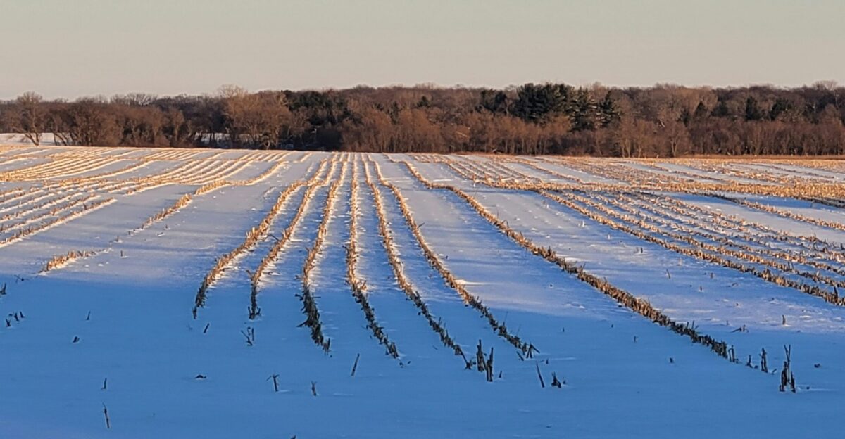 a snowy field with rows of trees in the distance