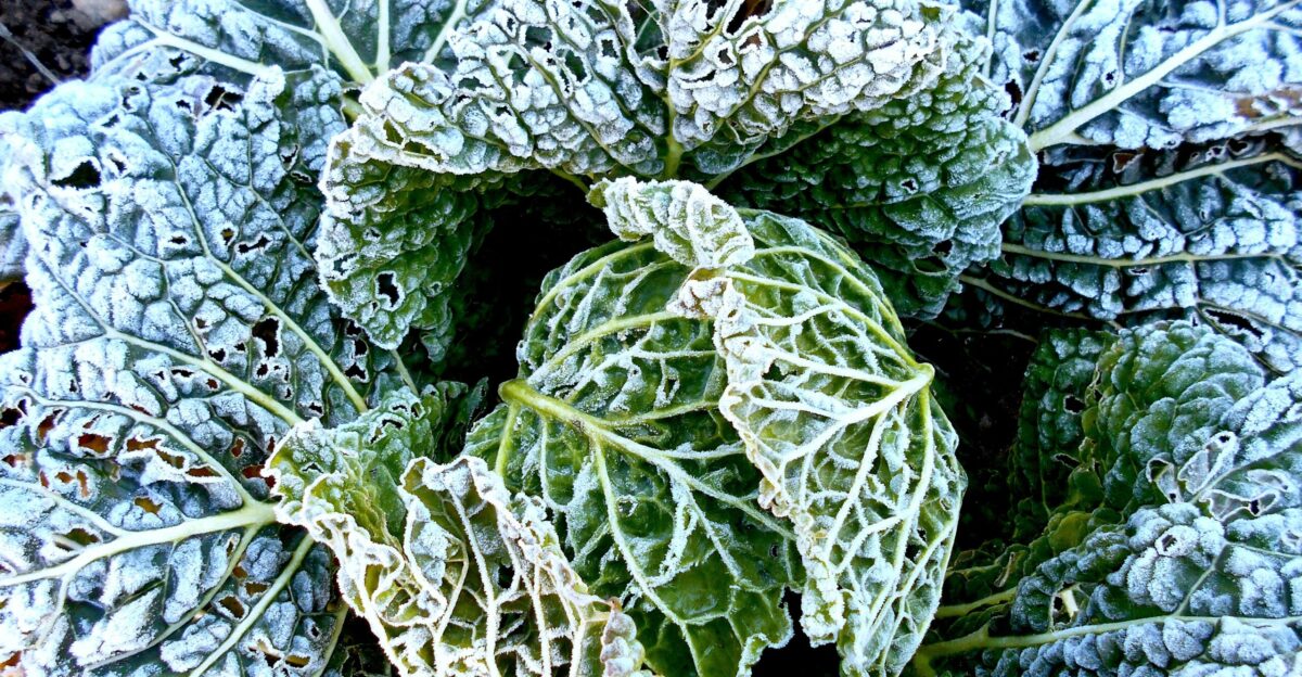 a close up of a plant with frost on it