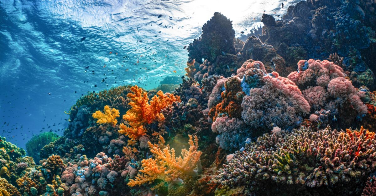 an underwater view of a colorful coral reef