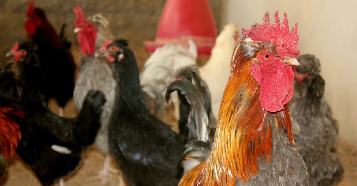 a group of chickens standing next to each other