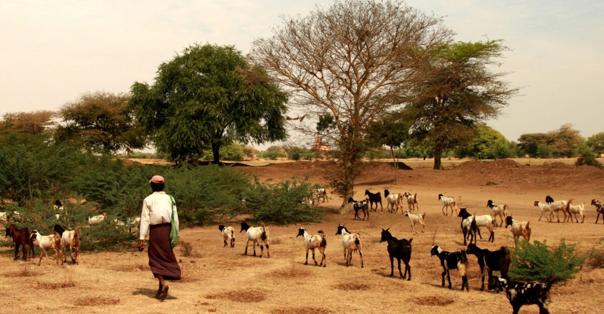 a herd of animals walking across a dry grass field