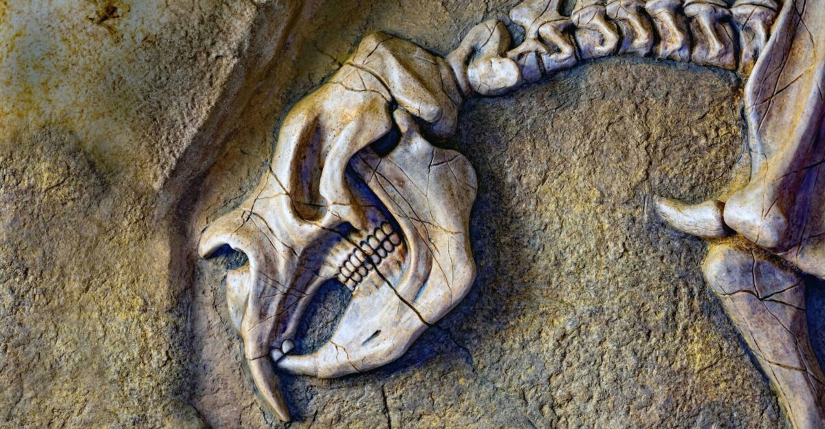 A skeleton of a bird on a rock