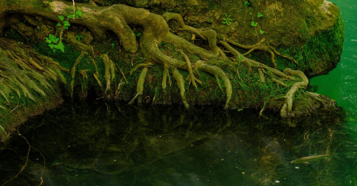 Roots grow on a mossy rock by the water