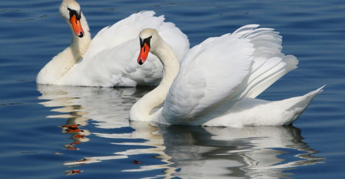 Two white swans swimming on blue water