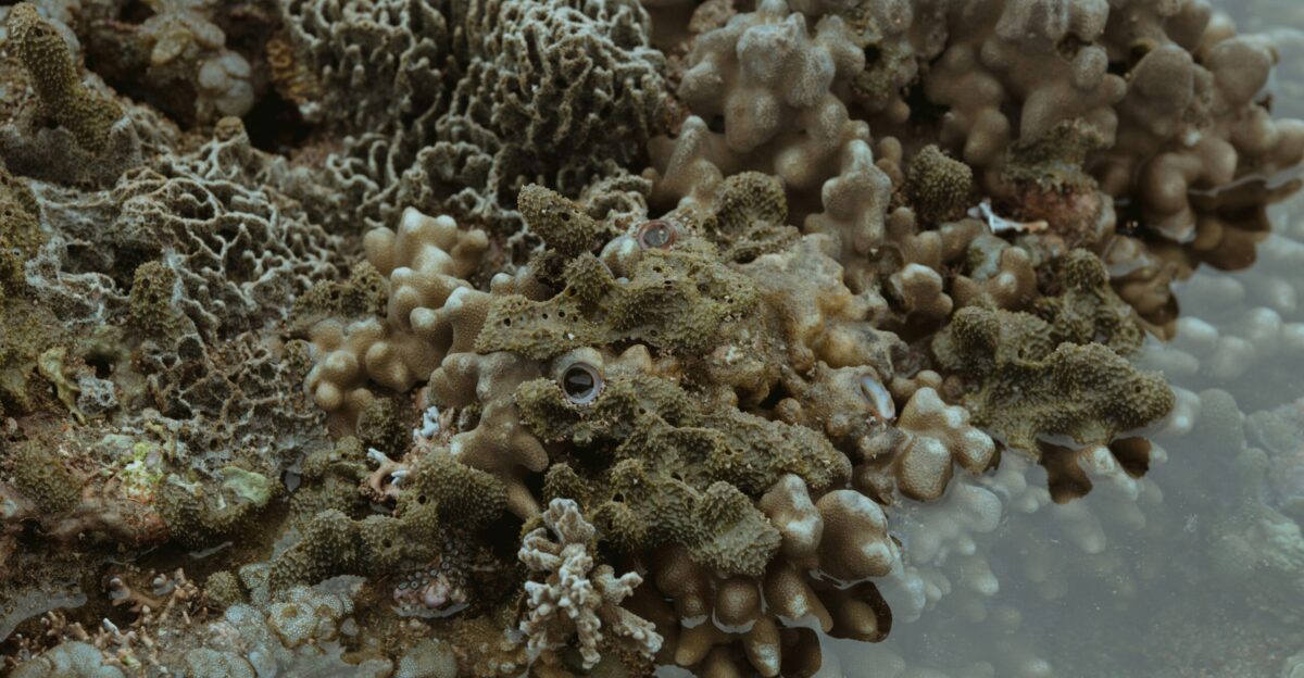 Close-up of textured coral reef underwater