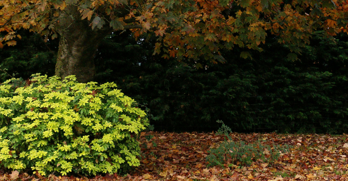 Autumn leaves on the ground near a tree.
