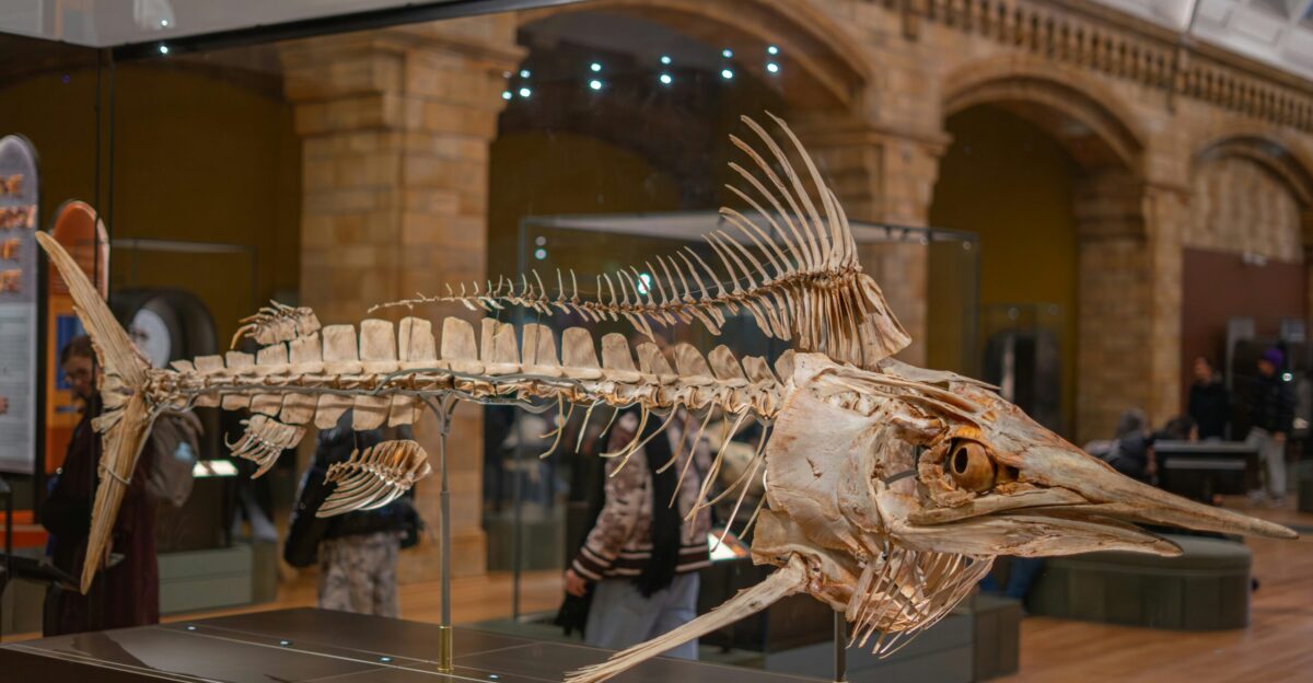 Skeleton of a large fish in a museum display