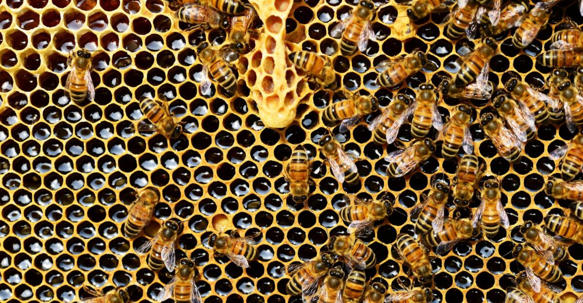 Detailed view of honey bees on a vibrant honeycomb filled with honey in a beehive