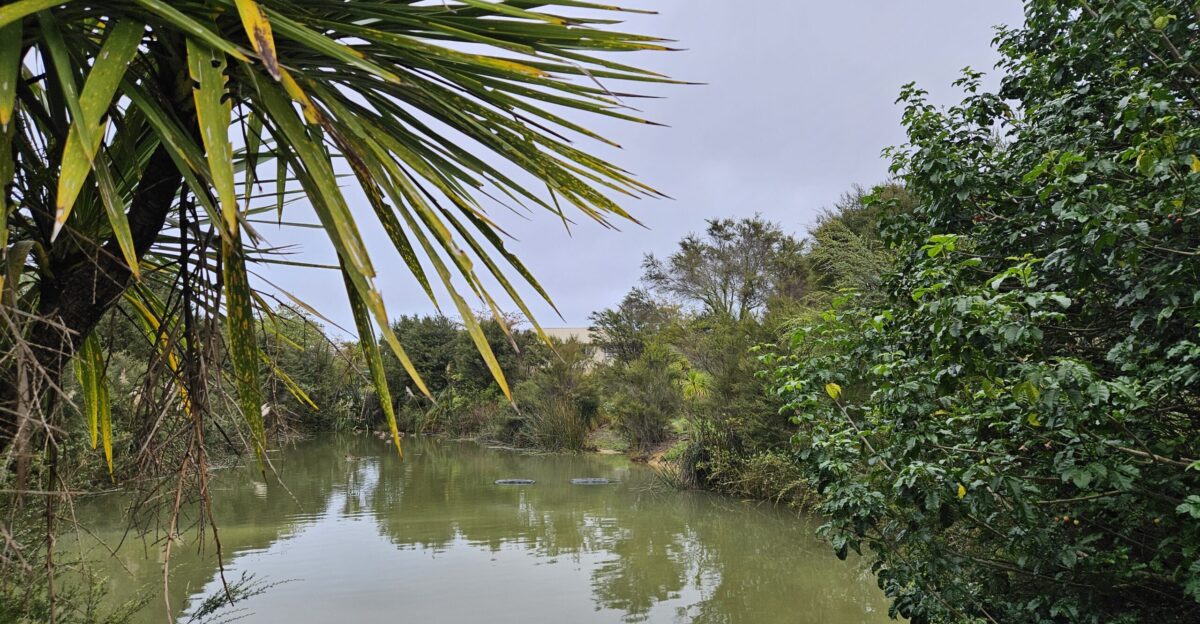 Titch Place Stormwater Pond s a series of three stormwater ponds at Sherrybrooke Esplanade Glen Eden Auckland NZ